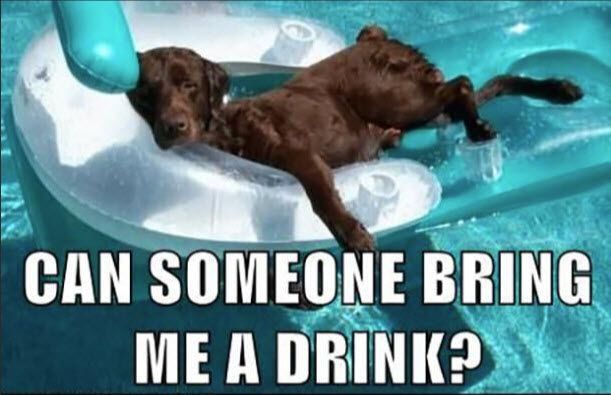 Lazy_Dog.jpg